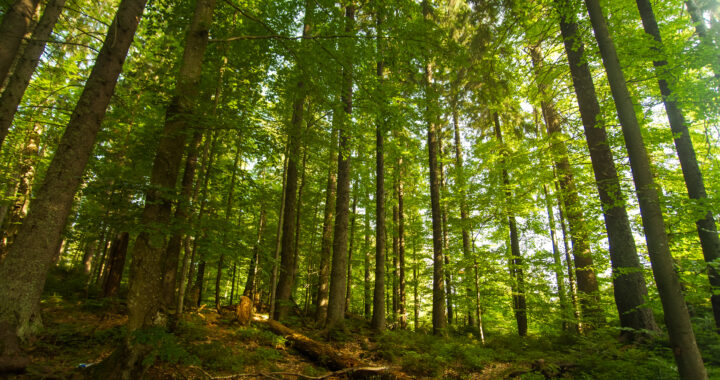 Beautiful green pine trees on Carpathian mountains in Ukraine